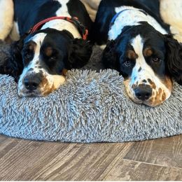 English Springer Spaniel Puppies from South Texas Springers