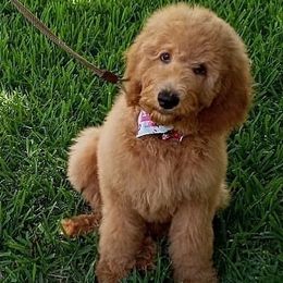 Goldendoodles from K_J Doodles & Poodles