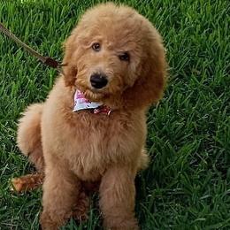 Goldendoodles from K_J Doodles & Poodles