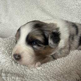 Romeo - Blue merle male Australian Shepherd puppy in Yadkinville, North Carolina from Gold Leaf Farm & Kennels