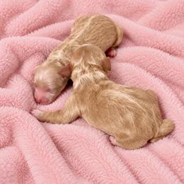 First female - Apricot female Goldendoodle puppy in Sterling, Connecticut from Justine’s Retrievers and Doodles, LLC