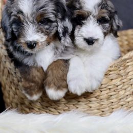 Aussiedoodle Puppies from Crystal Ridge Doodles