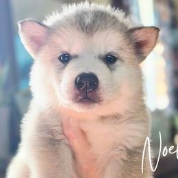 Noel - Sable and white female Alaskan Malamute puppy in Brookwood, Alabama from Sunset Malamutes