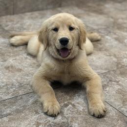 Golden Retriever Puppies from Star Raised Goldens