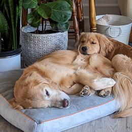 Golden Retriever Puppies from Full of Grace Goldens