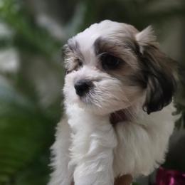 Truffle - Brindle and white female Mal-Shi puppy in Apollo Beach, Florida from Gemstone Exclusive Pups of Florida