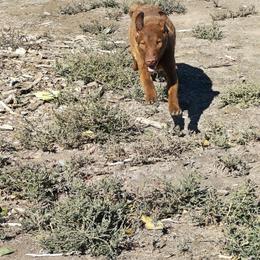 Strawberry - Sedge female Chesapeake Bay Retriever puppy in Soap Lake, Washington from Desert Oasis Kennels