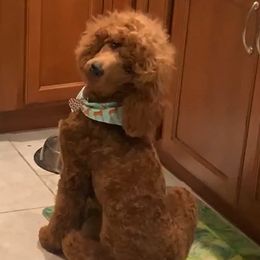 Poodles from Pineapple Poodles