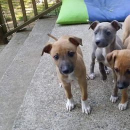 Whippet Puppies from Jamminwhippets