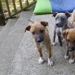 Whippet Puppies from Jamminwhippets