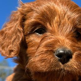 Red - Red  Goldendoodle puppy in Bountiful, Utah from Stitching Doodles