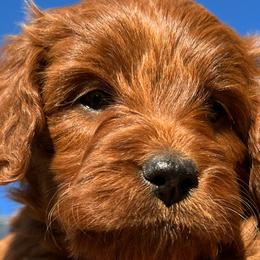 Red - Red  Goldendoodle puppy in Bountiful, Utah from Stitching Doodles