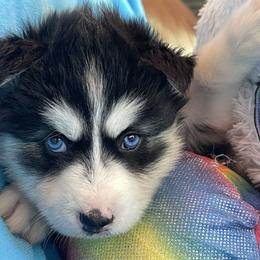Indi - Black and white female Siberian Husky puppy in Diamond Lake, Washington from Husky Haven WA