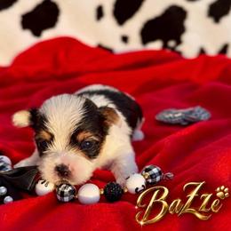 BaZze - Parti male Yorkshire Terrier puppy in Prosper, Texas from DaintyDawlz