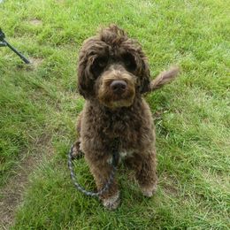 River - Portuguese Water Dog