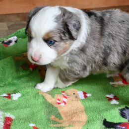 Miniature Australian Shepherd Puppies from Eldorado Ranch Mini Aussies