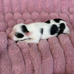 Angel - White and chocolate female Chinese Crested puppy in Aberdeen, Idaho from Willow Creek Cresteds