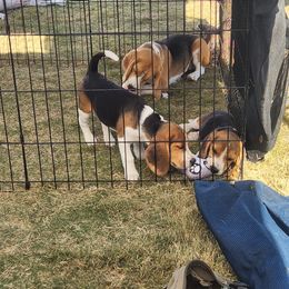 Beagle Puppies from Hamptons Ridge Beagles