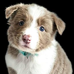 Blossom - Lilac female Border Collie puppy in Cedar Springs, Michigan from Lyncroft Border Collies