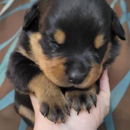 Boy 2 - Black and mahogany male Rottweiler puppy in Blanchard, Oklahoma from Mystique Kennel