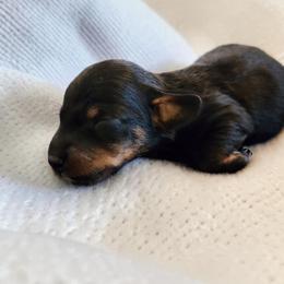 Jet- CKC Registration - Black and tan male Dachshund puppy in East Bend, North Carolina from Yadkin Valley Dachshunds