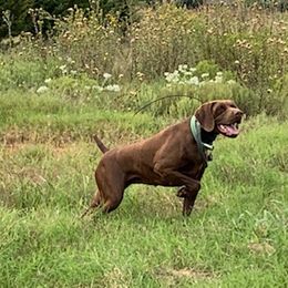 German Shorthaired Pointers from Revenant German Shorthairs