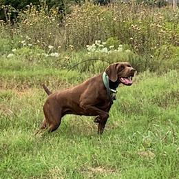 German Shorthaired Pointers from Revenant German Shorthairs