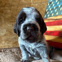 Thor - Brown and gray male Wirehaired Pointing Griffon puppy in Grangeville, Idaho from Happy Hollow Griffons
