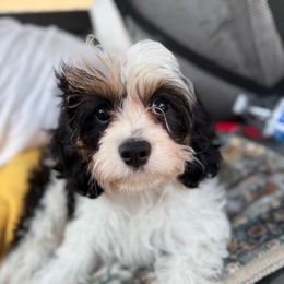 Bailey - Tri-color male Cavapoo puppy in Santaquin, Utah from Willow & Wag Farm