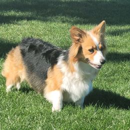 Pembroke Welsh Corgi Puppies from Top-Notch Paws