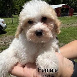 Dorthy - Parti female Goldendoodle puppy in Arcadia, Florida from KnuDawn Goldendoodles