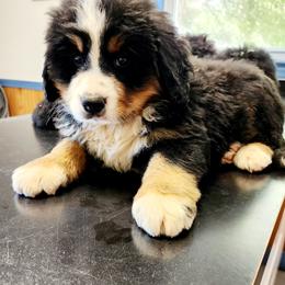 Bernese Mountain Dog Puppies from Allison Thornton