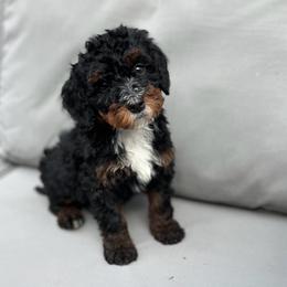 Shadow - Tri-color male Bernedoodle puppy in Los Angeles, California from Bernied00dle Love