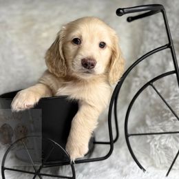 Hunter - Cream male Dachshund puppy in Goodyear, Arizona from D&C Royal Dachshunds LLC