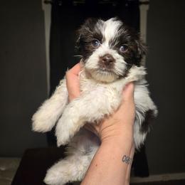 Alvin - Chocolate male Havanese puppy in Columbus, Ohio from Havanese Puppies Columbus
