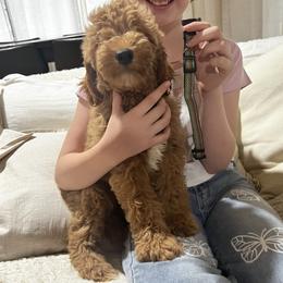 Goldendoodle puppies from Mini Golden Doodles