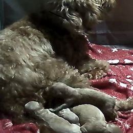 Goldendoodle puppies from minigoldendoodlesofRI