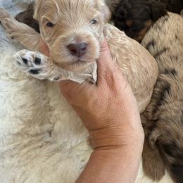 Puppy pick 6 - Apricot male Goldendoodle puppy in Natural Bridge, Virginia from Padgetts Hill Puppies