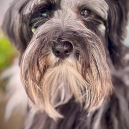 Harlie - Miniature Schnauzer