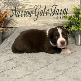 Bella - White and red female Border Collie puppy in Moody, Texas from Narrow Gate Farm