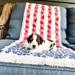 Sunday - Piebald female Dachshund puppy in Salters, South Carolina from Long-Pine Dachshund