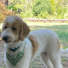 Hannah - Goldendoodle puppy from PDX PartiDoodles