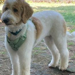 Hannah - Goldendoodle puppy from PDX PartiDoodles