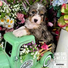 Bernedoodle Puppies from Premier Doodles