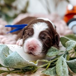 Timber - Chocolate male Australian Labradoodle puppy in Decatur, Alabama from Southern Meadows Doodles