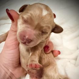 Grumpy - Red  male Goldendoodle puppy in Bradenton, Florida from Christianna’s Mini Goldendoodles