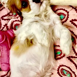 Cavalier King Charles Spaniel Puppies from Bella Fleur Cavaliers