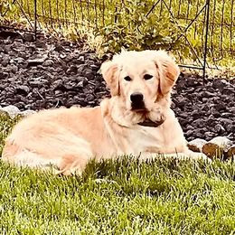 SAGE - Golden Retriever