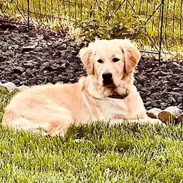 SAGE - Golden Retriever
