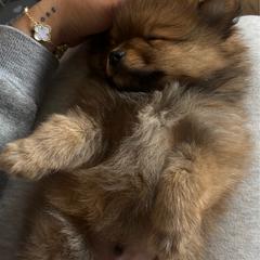 Puppy number 2 - Orange sable male Pomeranian puppy in Salem, Oregon from PNW Dynasty Poms